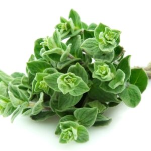 142 Oregano