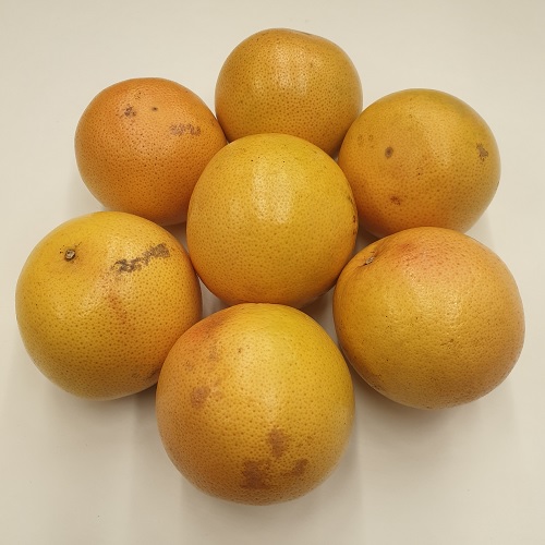 185 Rode grapefruit