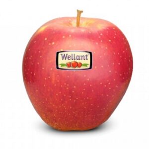 199 Wellant
