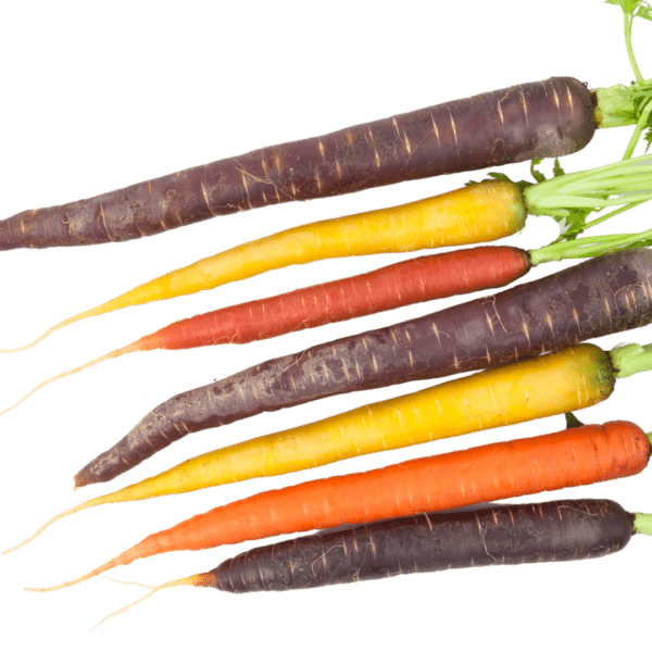 2 Gekleurde winterpeen