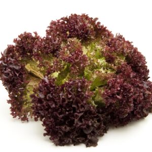 34 Lollo rosso per krop